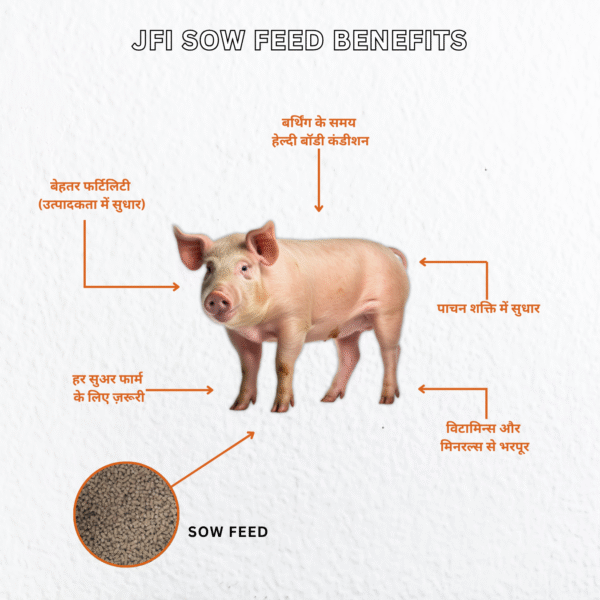 JFI Sow Feed – Premium Quality Nutrition for Healthy Sows (50 KG) - Image 3