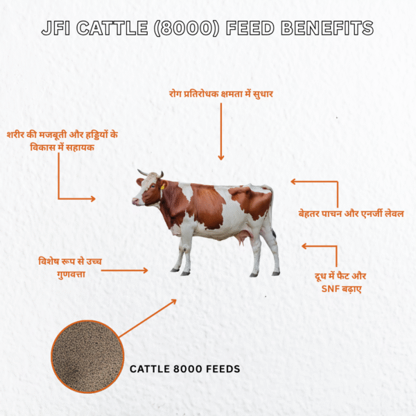 JFI Cattle Feed 8000 – Premium Dairy Cattle Feed 50 KG - Image 3