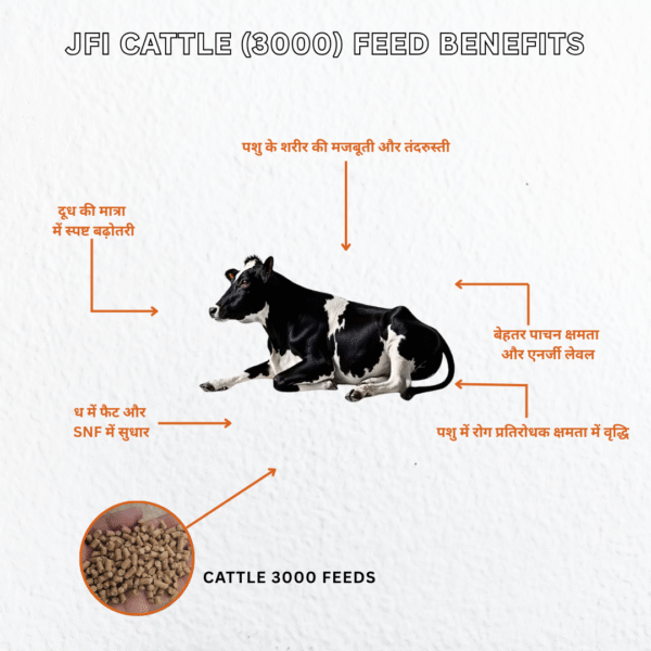 JFI Cattle Feed 3000 (Dairy Special) – Balanced Nutrition for Milk Production (50 KG) - Image 3