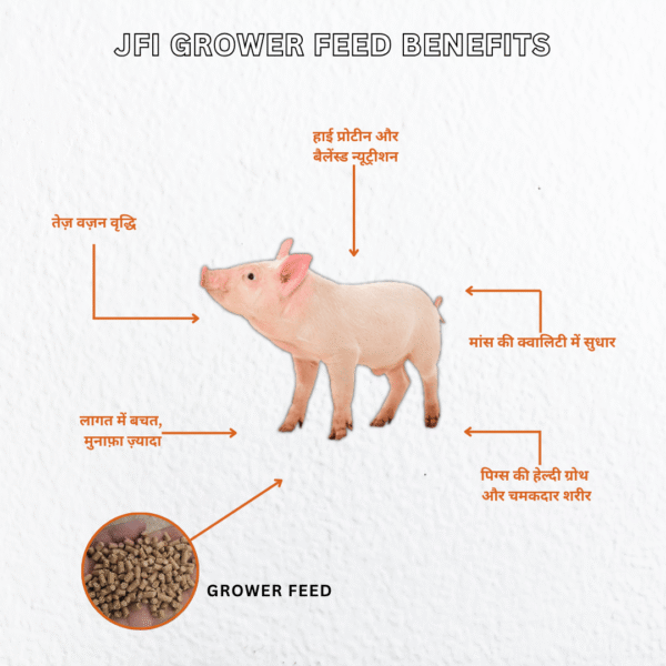JFI Grower Feed – Premium Nutrition for Healthy Pig Growth (50 KG) - Image 3